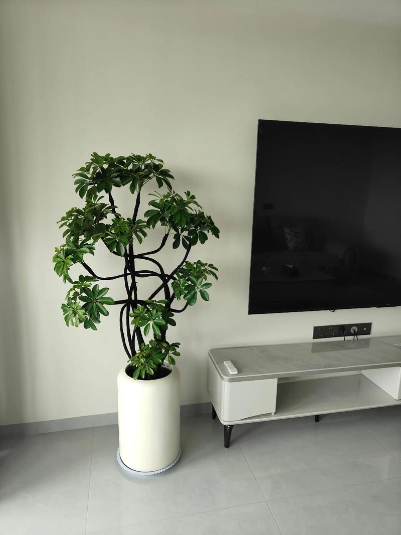 客厅绿化真的能提升风水档次吗？