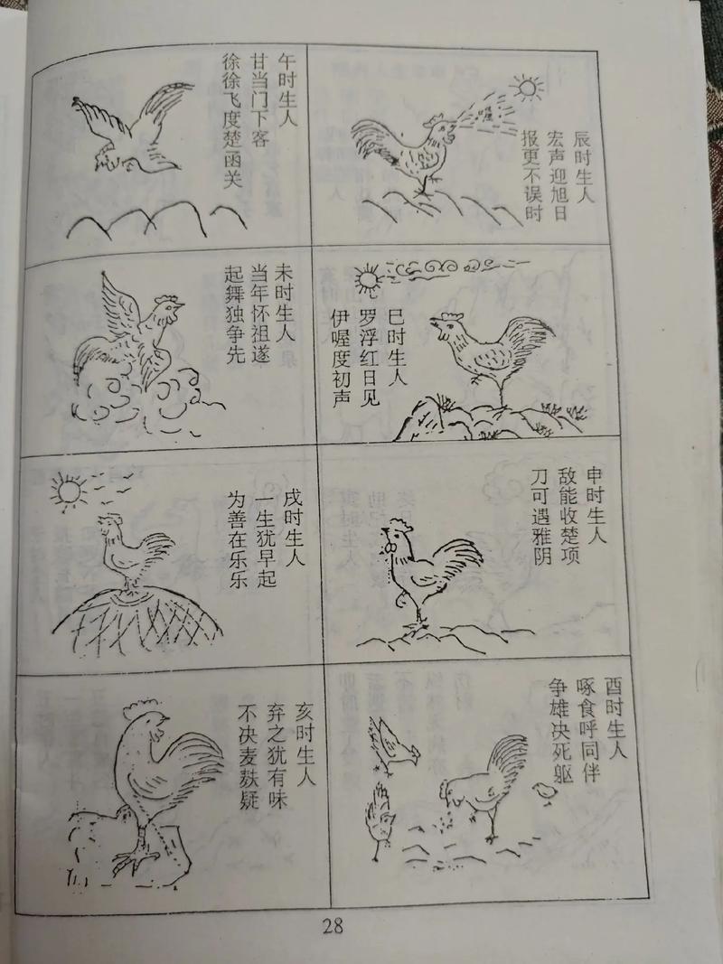 属鸡人早上出生是什么命？各时辰详解命运有何不同？