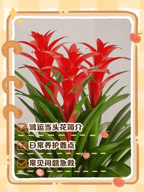 风水花可以随意更换不同品种吗？