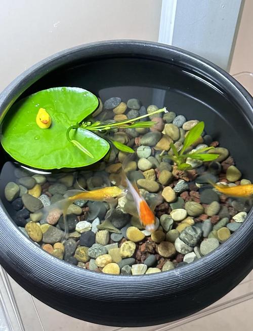 大缸养鱼的风水如何调整才能更好地招财？