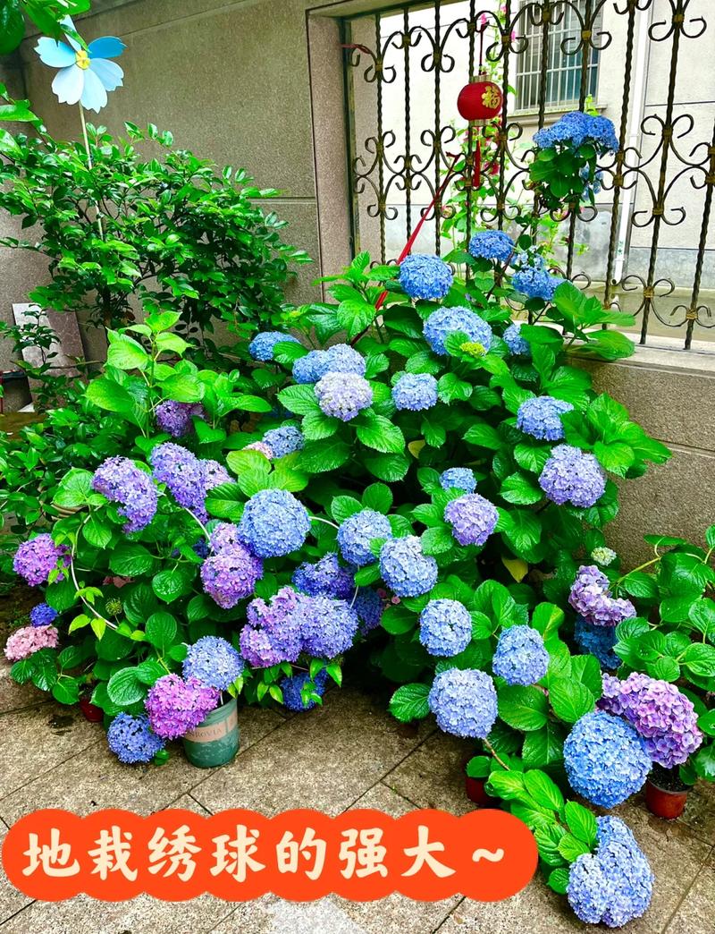 绣球花种植在住宅周围是否会影响到家庭风水布局？