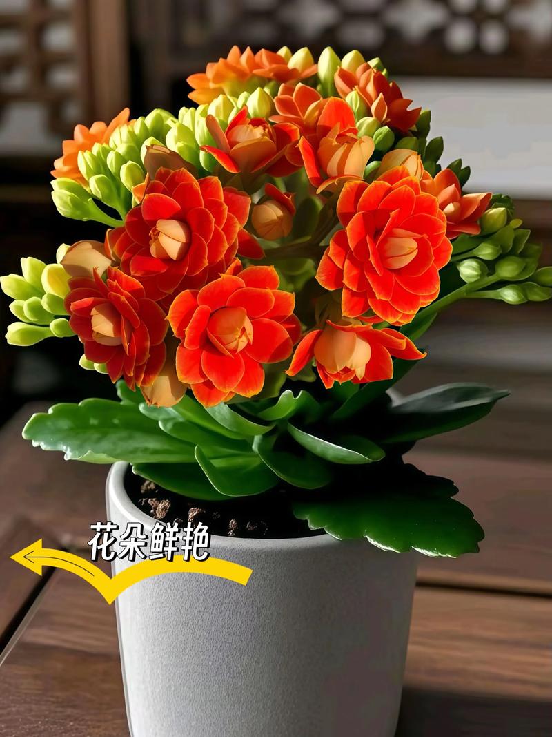 金命火命养什么花旺财？