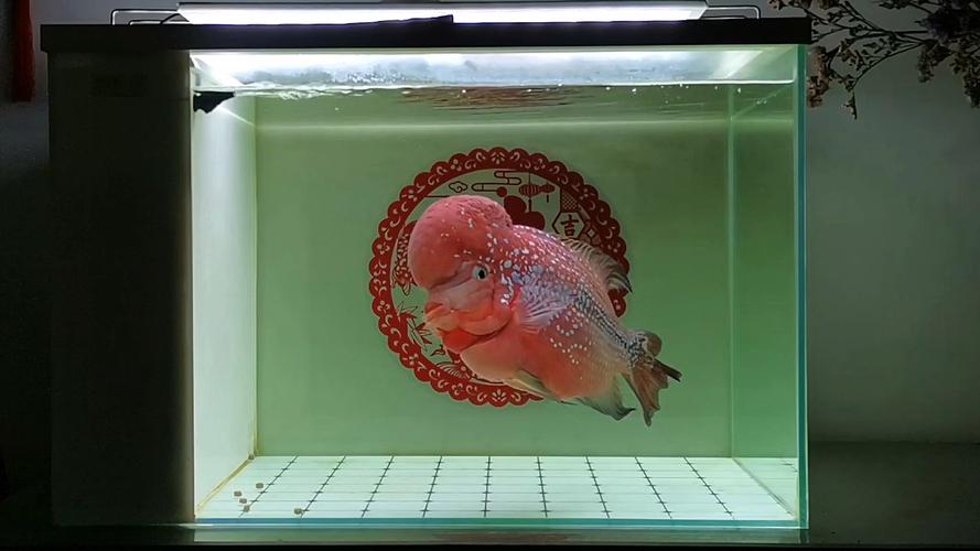 罗汉鱼缸的风水讲究，是不是真的有特别的风水要求呢？