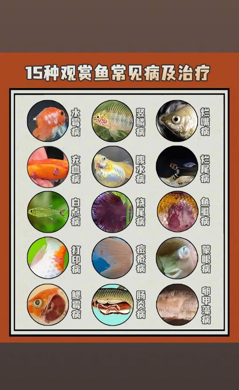 风水鱼生病了，能否通过放生来改善其健康状况呢？