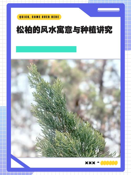 家里种松柏对风水有好处吗？