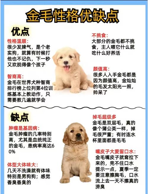 住宅楼顶养狗会对风水产生怎样的影响呢？