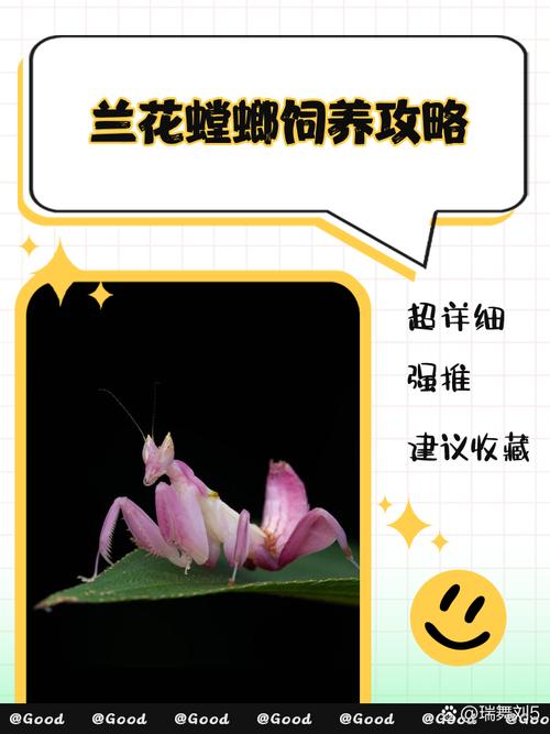 家里养螳螂风水如何，是否吉利？