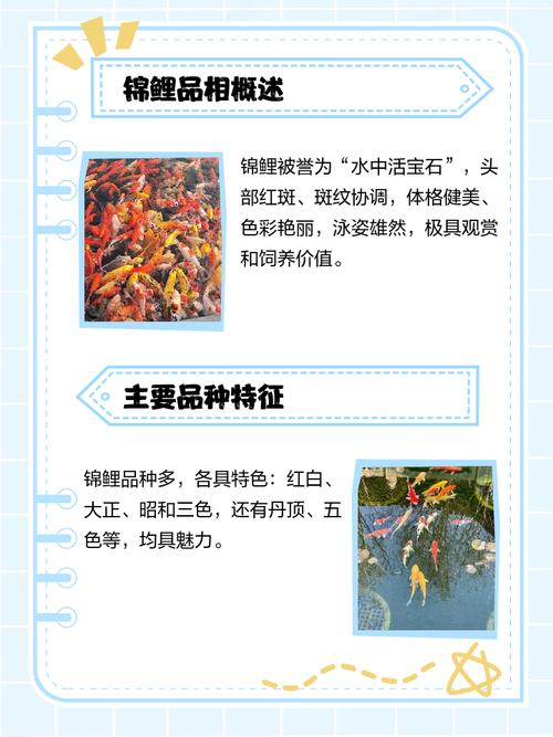 锦鲤附体的人命运最棒，如何描述锦鲤附体为最佳命格？