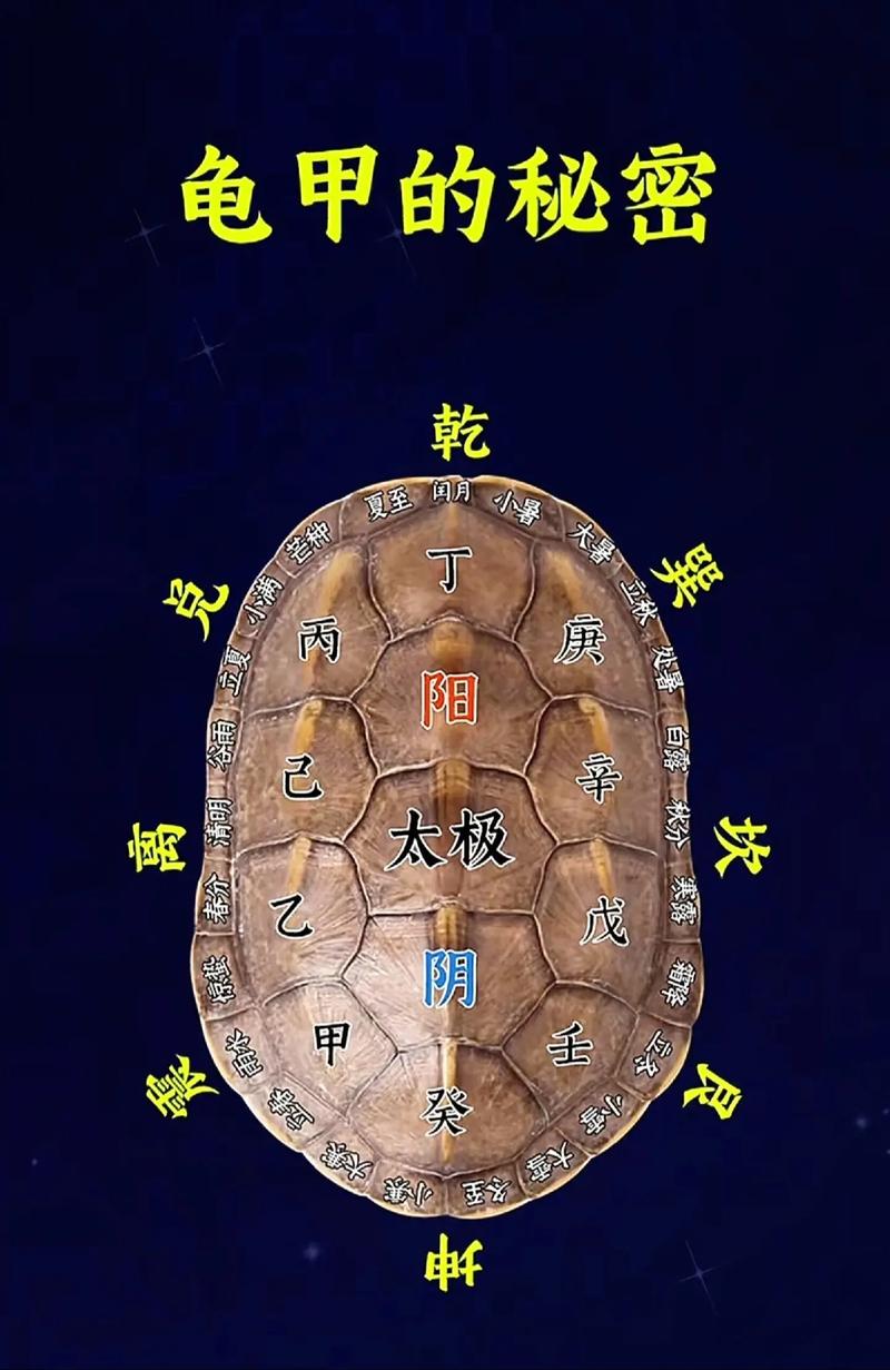 乌龟能在风水布局中养护双数元素吗？