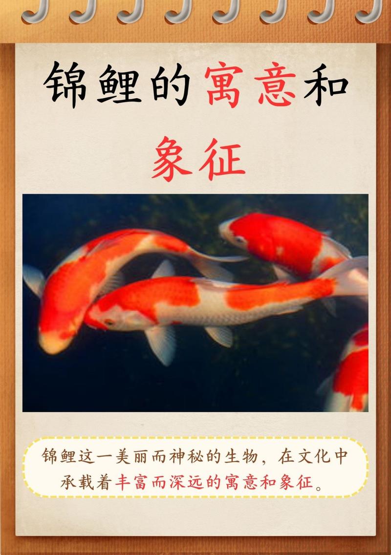 家里养鱼对风水有吉祥寓意吗？