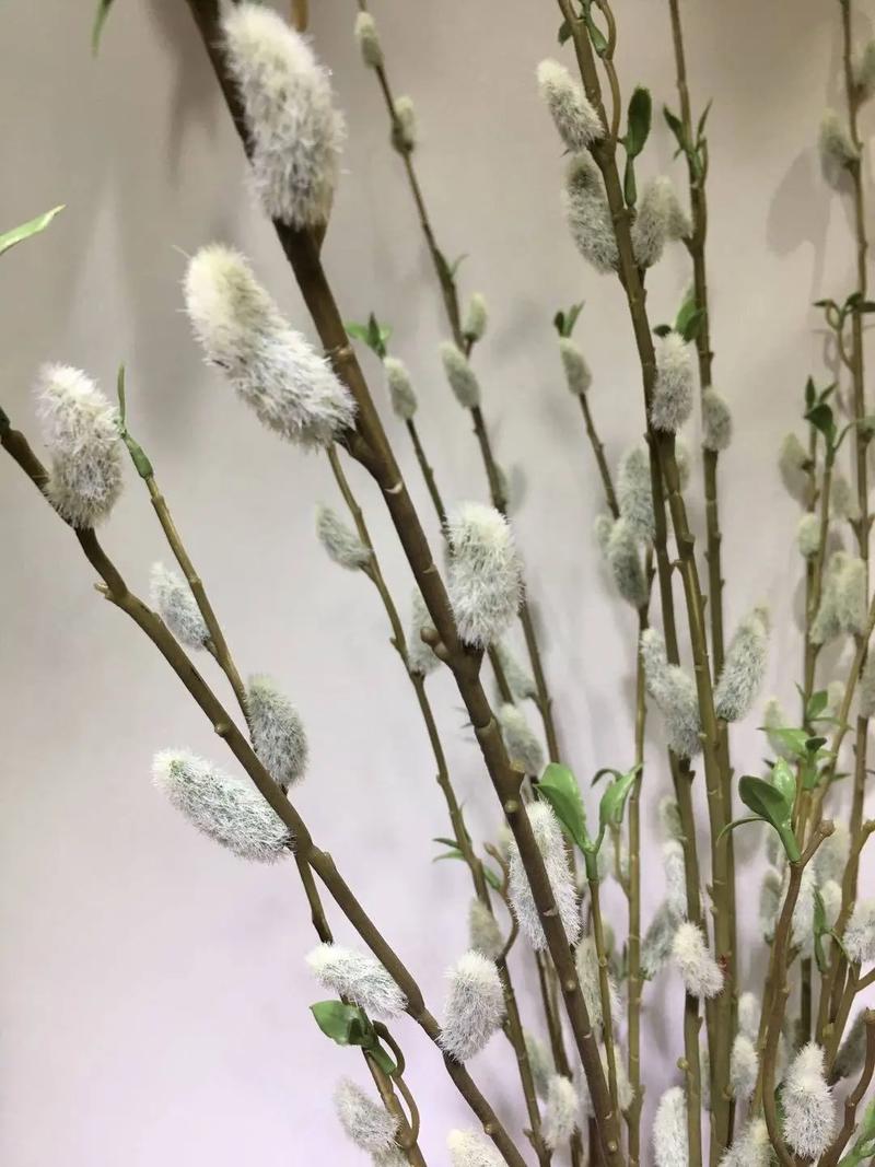庭院风水适宜种植银柳树吗？