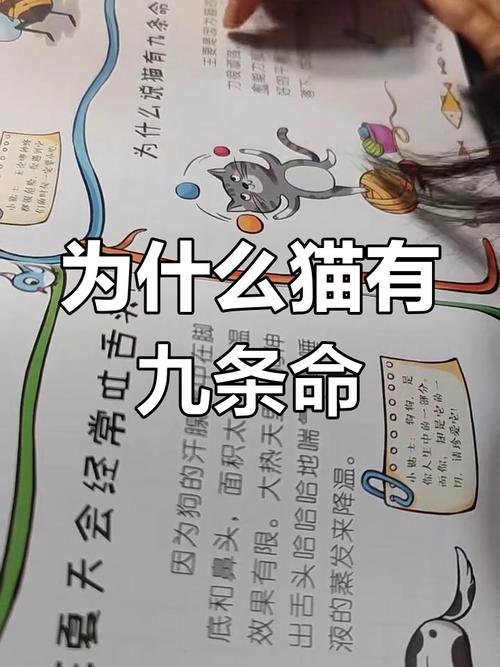 ‘九命不是九条命’和‘一猫九命’是什么意思？