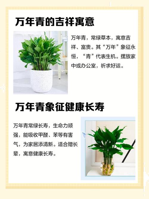 院子里种万年青对风水有影响吗？