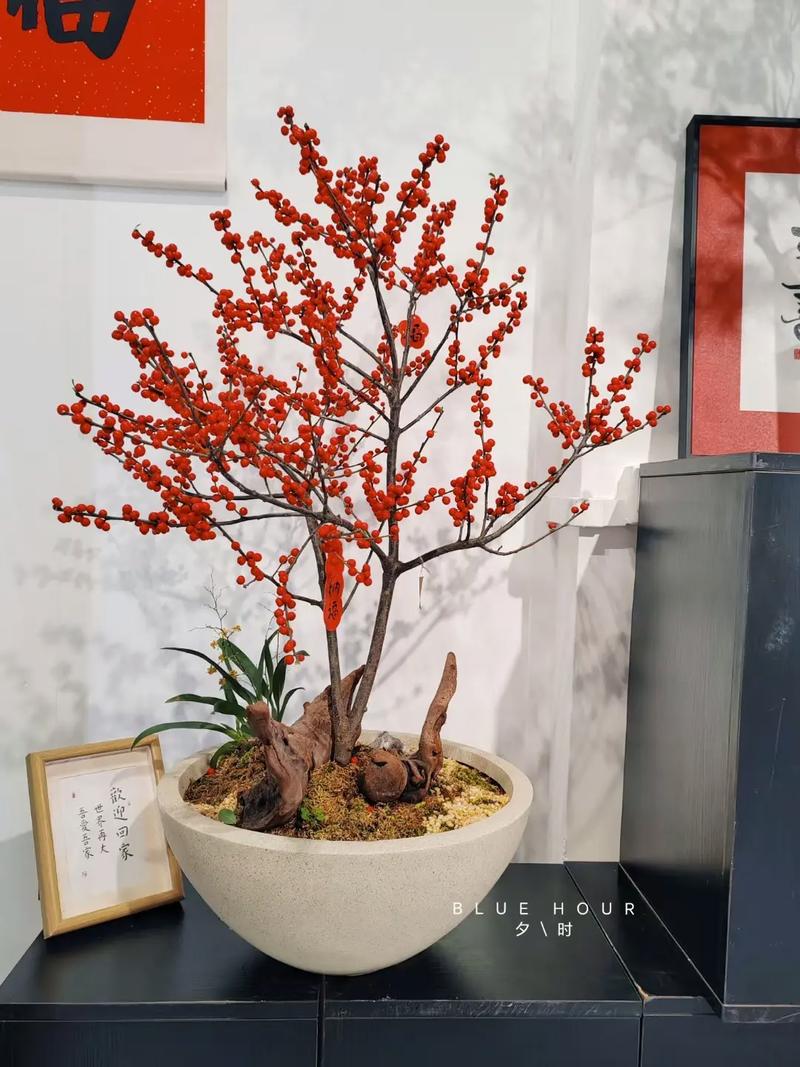 冬青假花对家居风水有怎样的影响或作用？