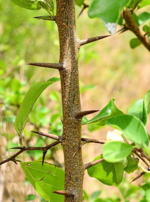 桑柘木命的人适合从事消防工作吗？蕞忌讳与哪种人共事？