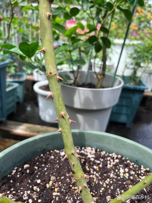 月季带刺对店铺风水有不良影响吗？