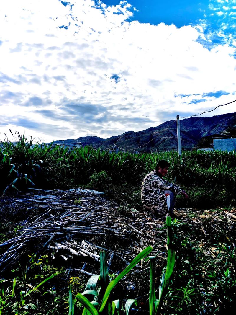 家里种包谷风水怎么样，适合我家吗？