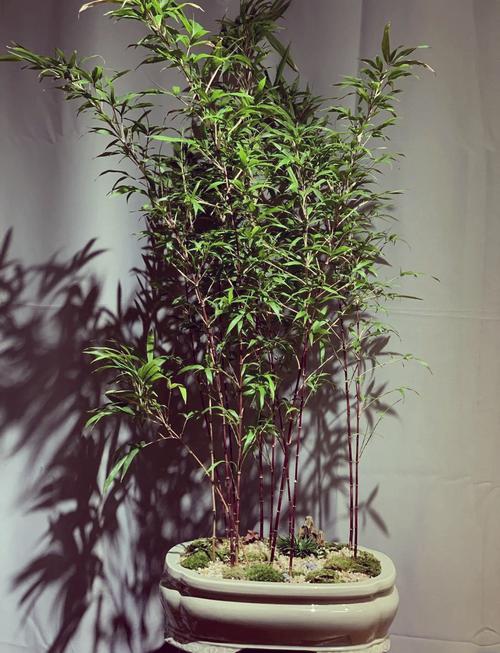 紫竹在风水布局中是否具有特定的应用价值？