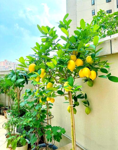 在风水院子里种植柠檬树合适吗？