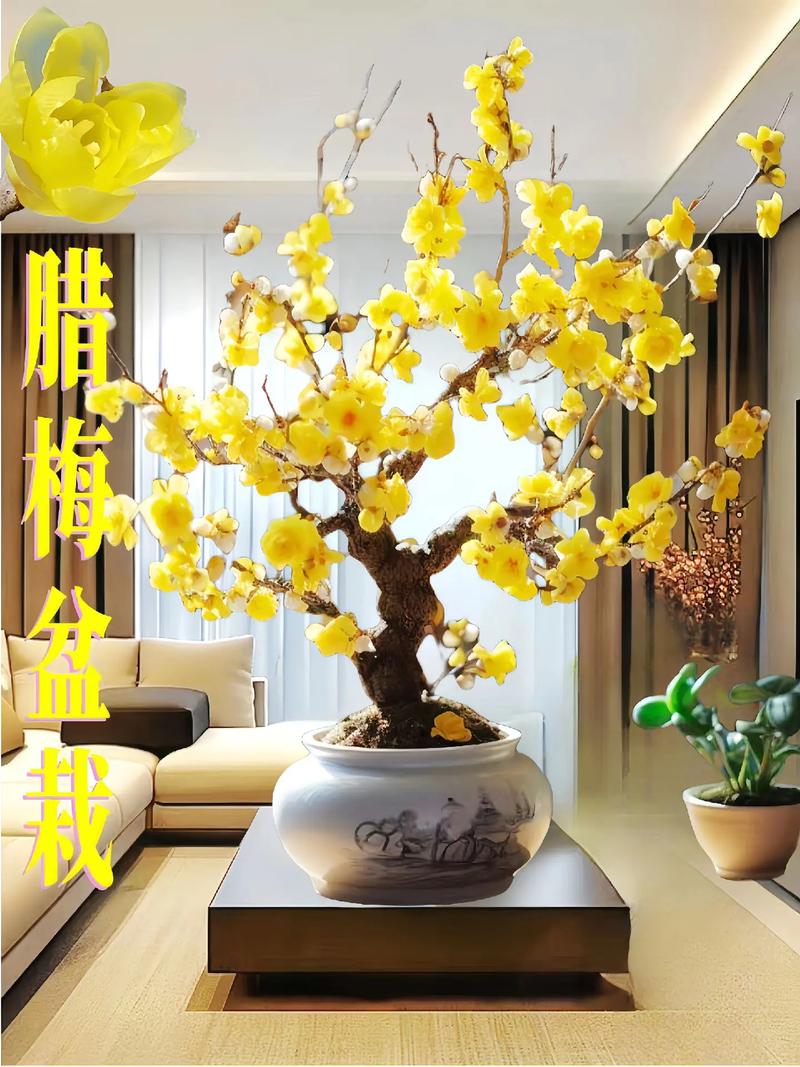 室内摆放腊梅对风水有好处吗？