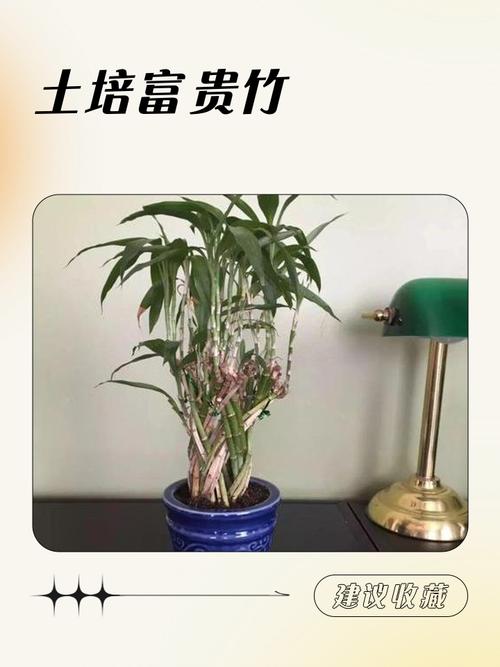 土命家里适合种植哪些植物？哪种土培植物最适合养护？