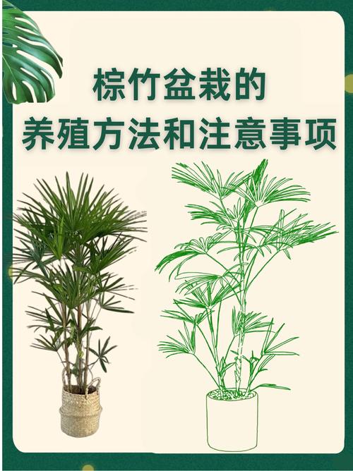 棕竹对风水有益吗？如何养护棕竹以增强其风水效果？