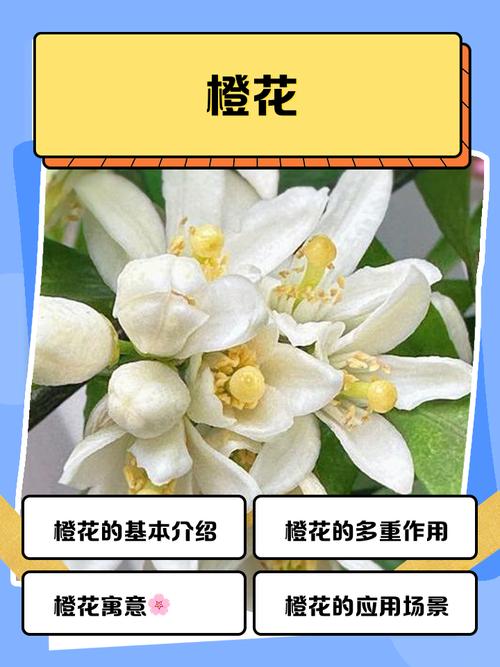 橙树开花白影响家庭风水吉凶？