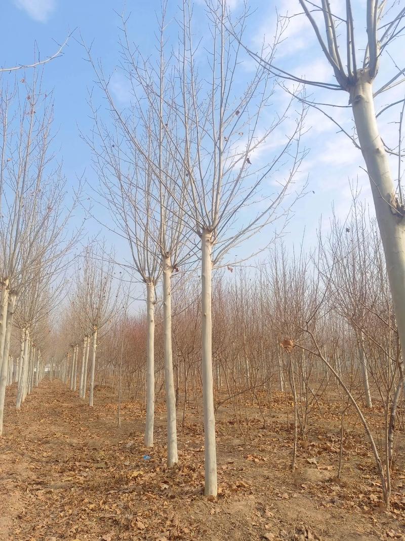 种植法桐对住宅风水有怎样的影响？