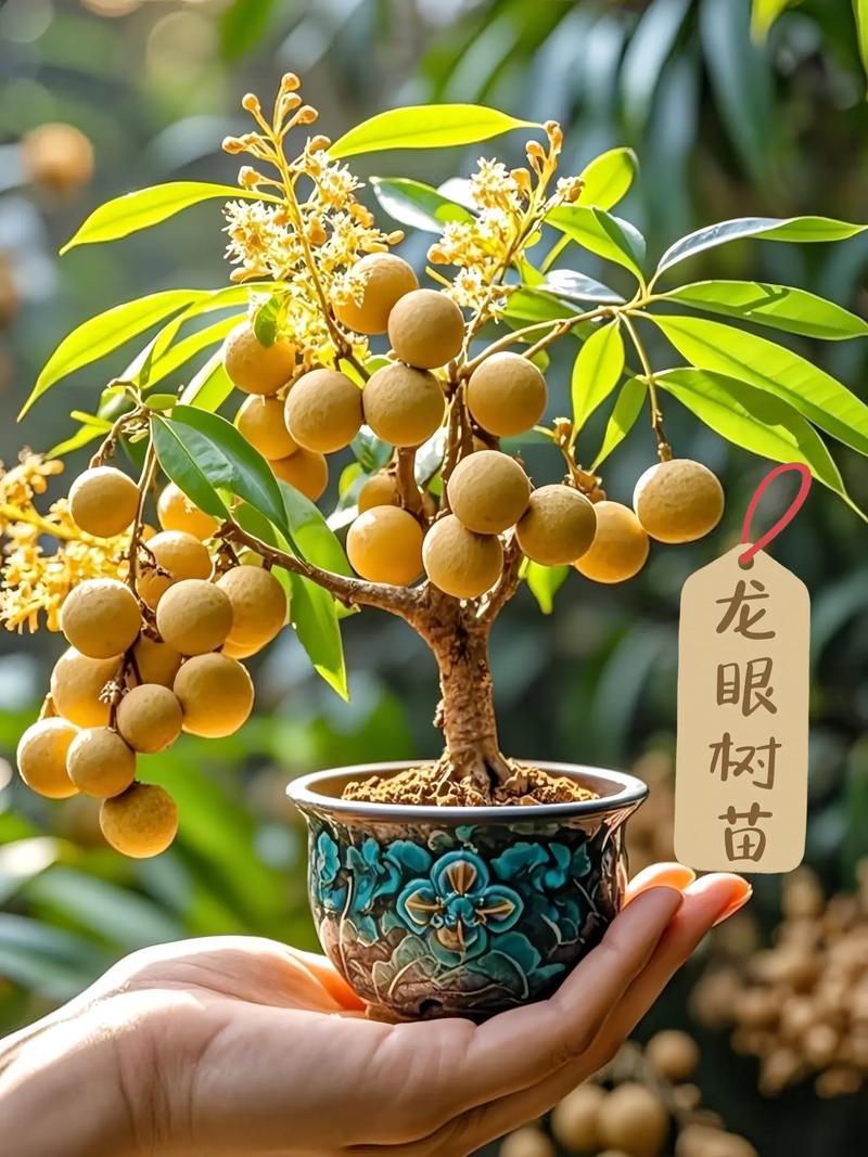 龙眼果树风水讲究有哪些注意事项？