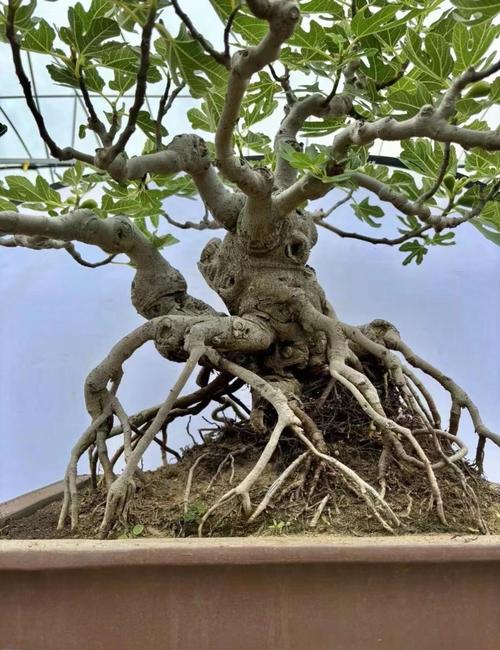 无花果盆栽摆放对家居风水有影响吗？