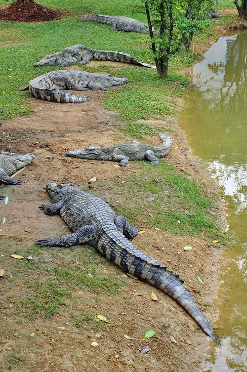 在家饲养鳄鱼会对家庭风水产生何种影响呢？