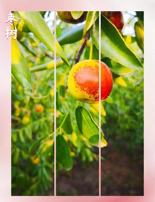 喜树种植风水适宜吗？