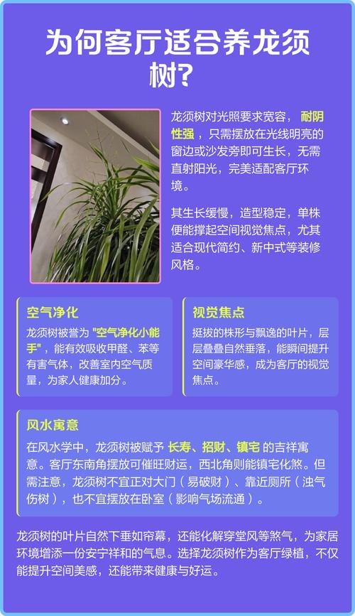 客厅摆放龙血树在风水上是否适宜？