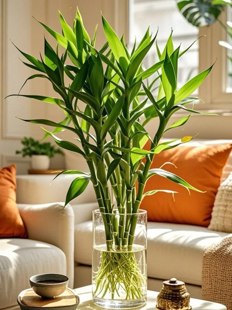 玻璃透竹子对家居风水有怎样的影响？