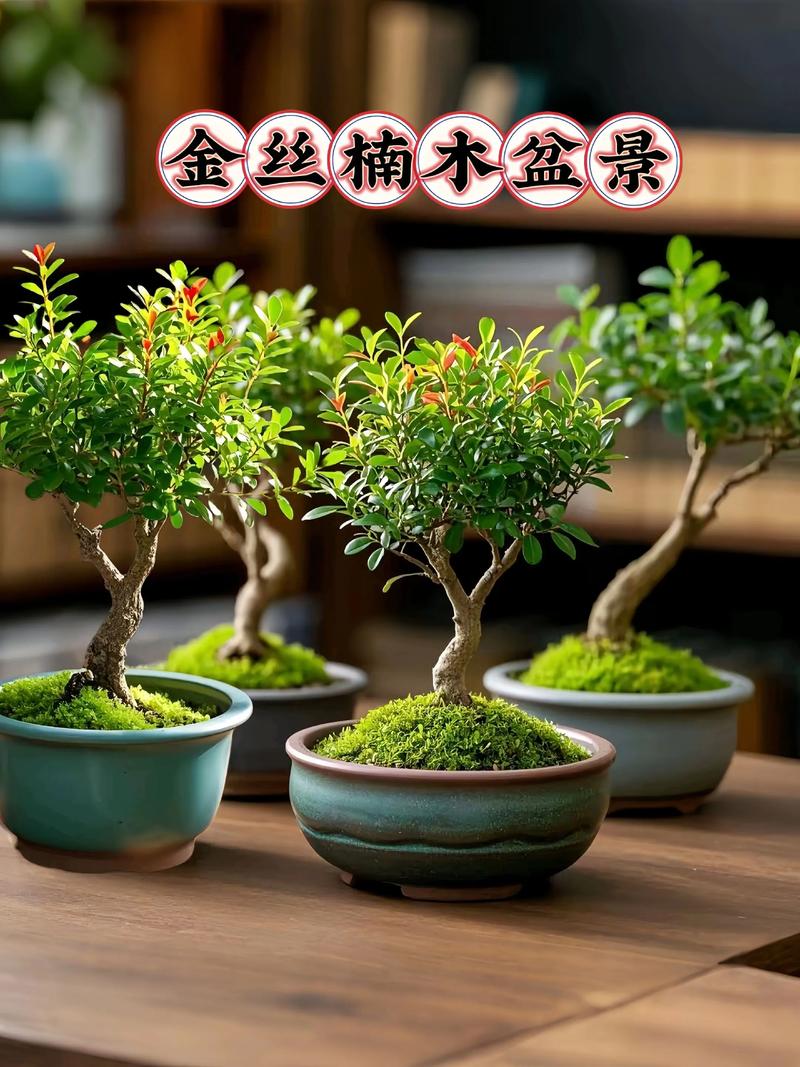 金丝楠木作为风水树，其作用和摆放有何讲究？