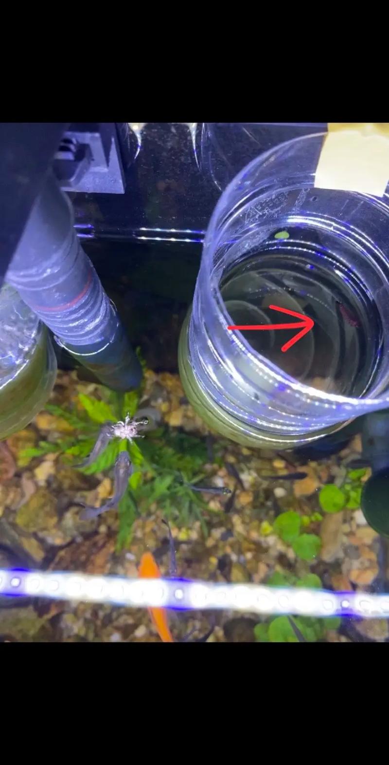 鱼缸里出现蚊子，这究竟是不是风水问题呢？