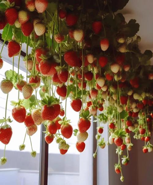 家庭种植草莓会对家宅风水产生怎样的影响呢？