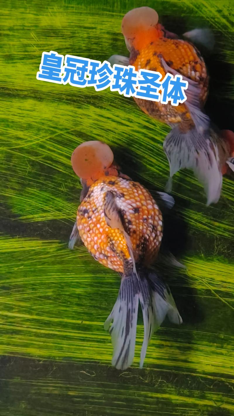 珍珠金鱼作为风水鱼，其寓意和作用究竟有何特别之处呢？