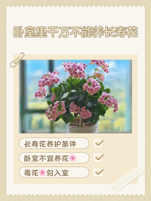 卧室风水摆放鲜花有什么讲究或禁忌？