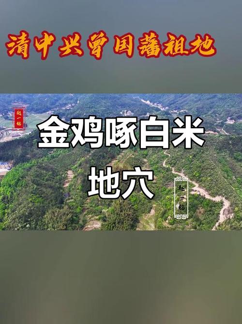 使用白色公鸡进行坟地风水布局的方法是什么？