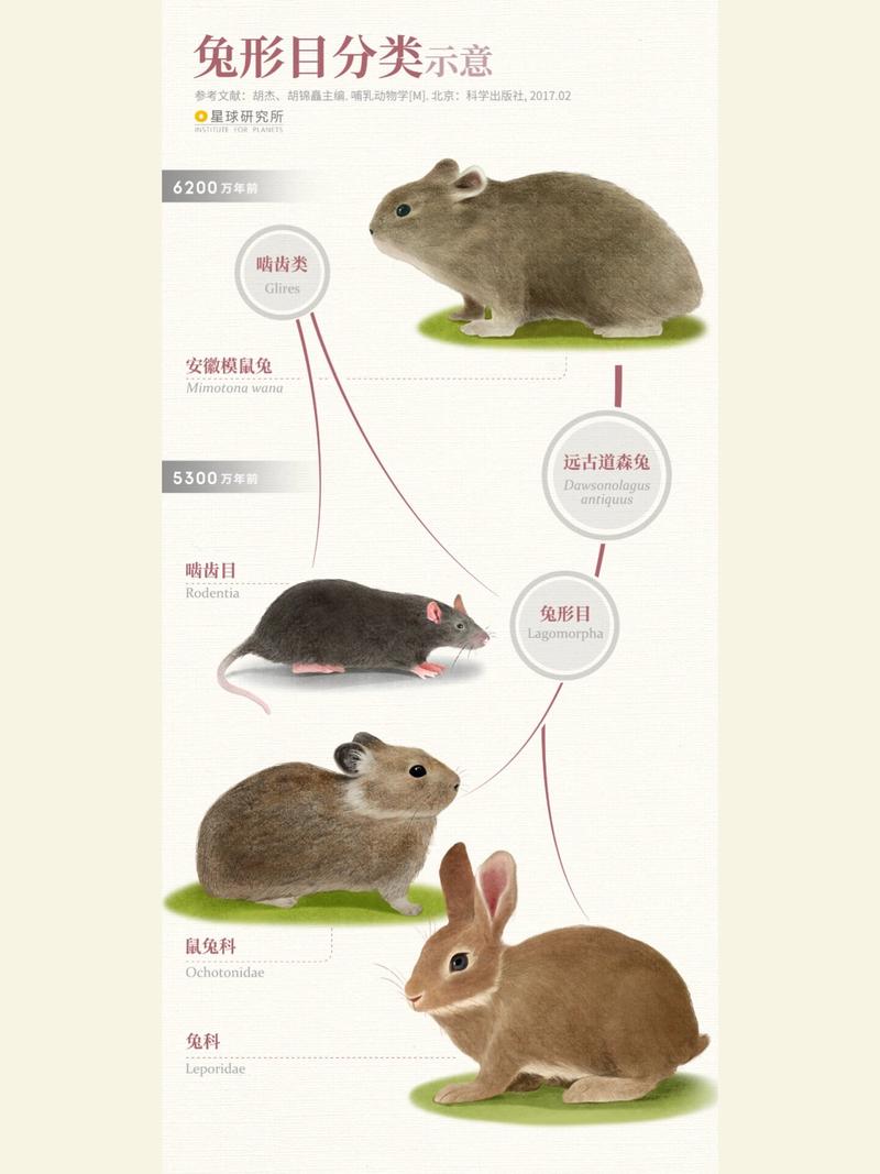 鼠年刚过是兔年命吗？2019年难道不是鼠年吗？