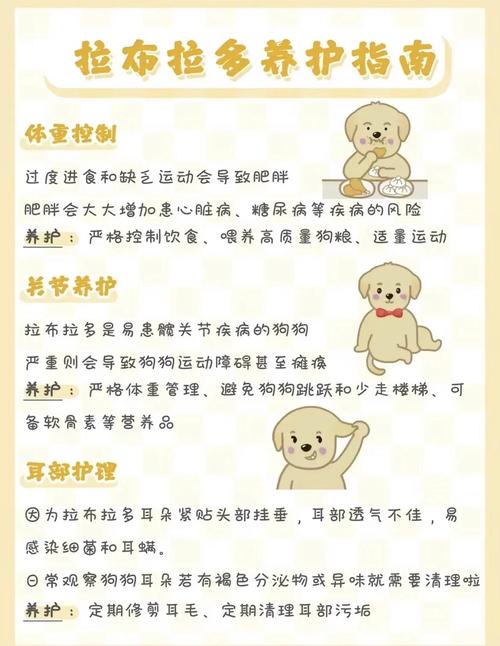 拉布拉多犬在家中摆放需要注意哪些风水讲究？