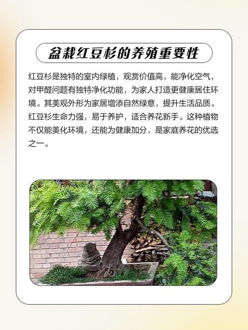 红豆杉适合在风水学家里种植吗？