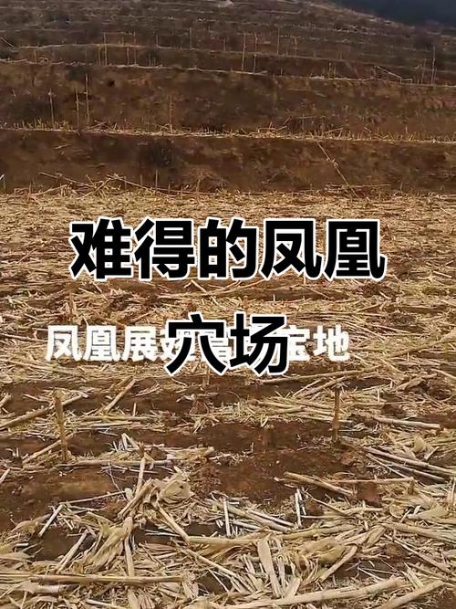 墓地附近有飞蛾出现，这会对风水产生怎样的影响呢？