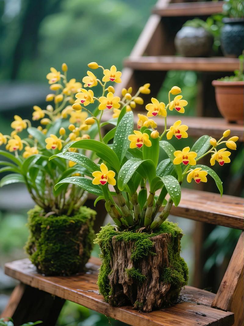 室内摆放石斛对家居风水有影响吗？