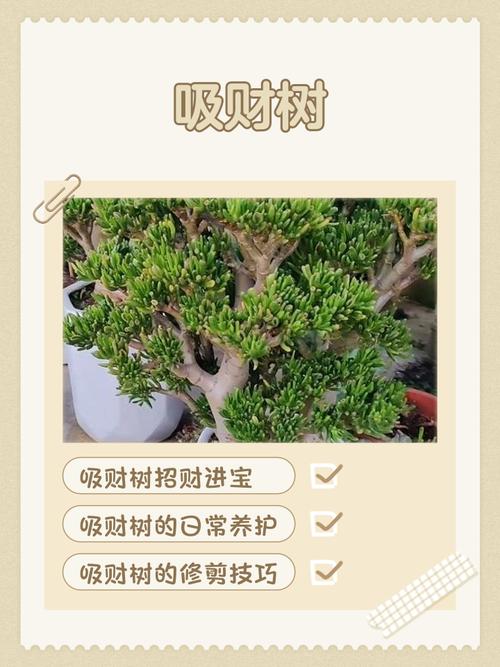 风水对植物生长的影响究竟有多大？