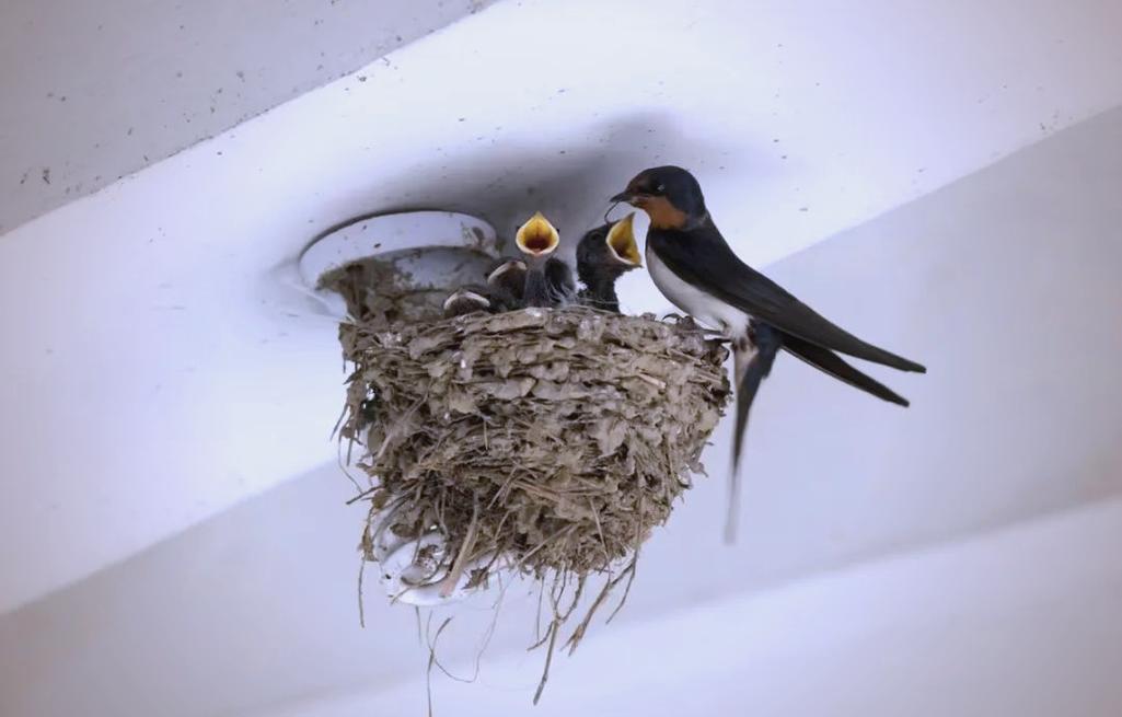 鸟儿筑巢的地方是否真的能反映出风水的好坏呢？