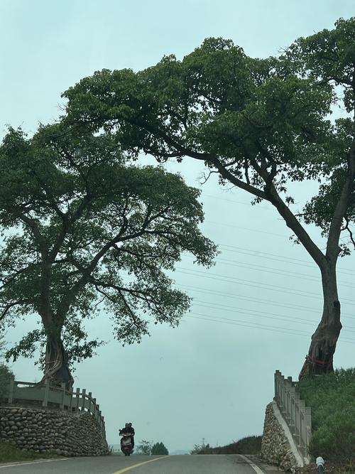 夫妻树真的有风水作用吗？它能否起到辟邪改运的效果？