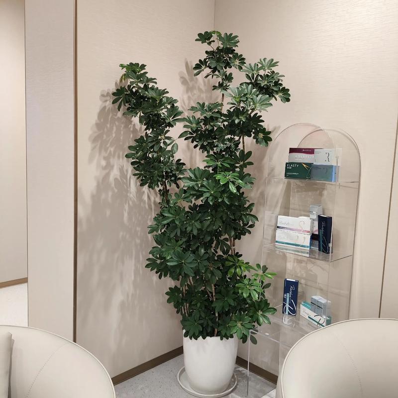 室内摆放绿萝是否会影响家居风水布局？