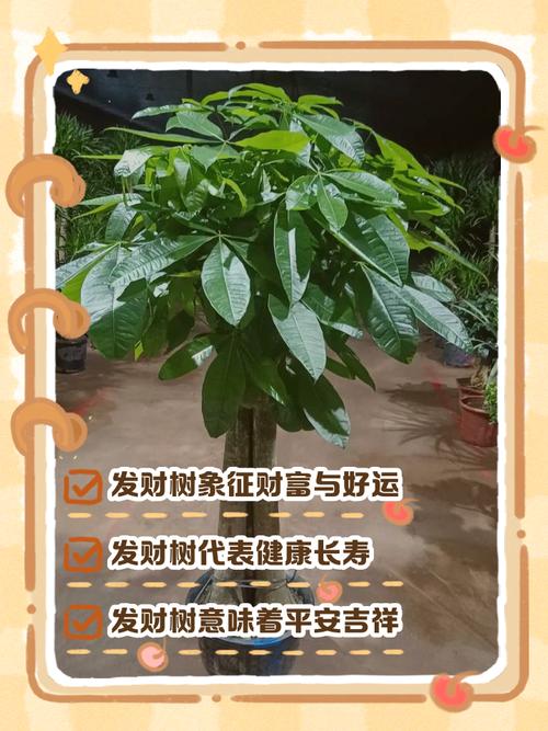 摇钱树在风水上具体有哪些作用和影响？